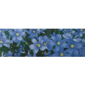 Декор 20*50 Yalta Flower BL